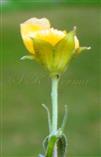  Flower (lower view)- see peduncle and stipules
